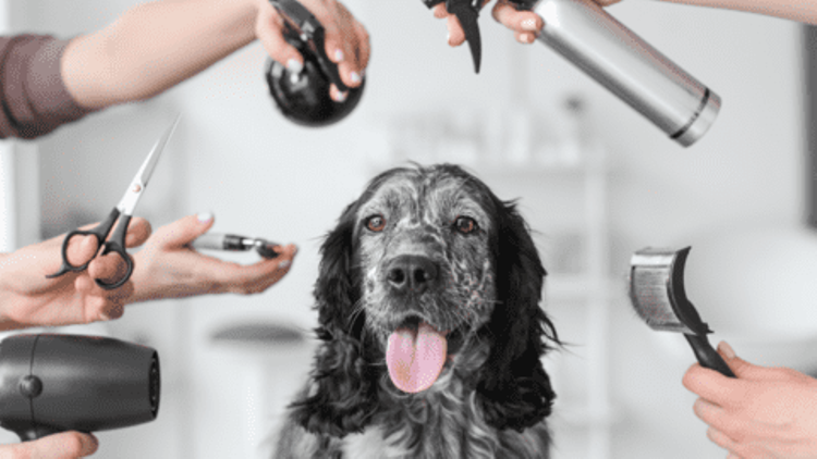 Dog Groomers