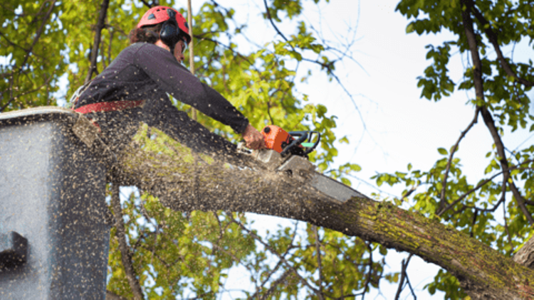 Tree Service